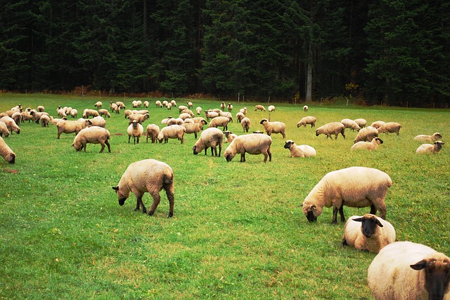 Nông trại cừu long hải