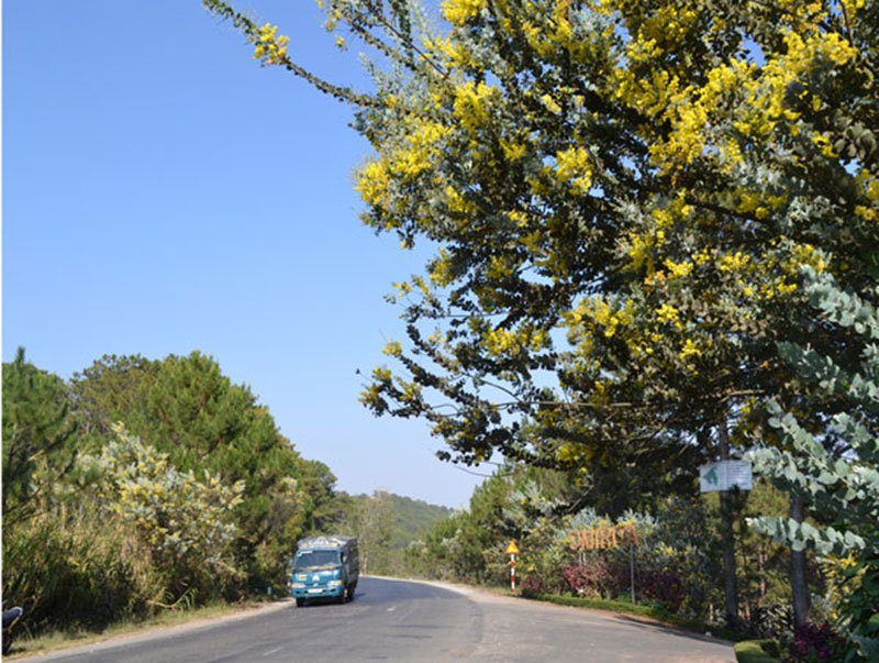 Đèo Mimosa ngập tràn sắc vàng loài hoa Mimosa – loài hoa xinh đẹp mang hương thơm nồng nàn có nguồn gốc từ nước Úc